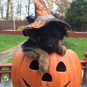 Meet your Posher, Maureen